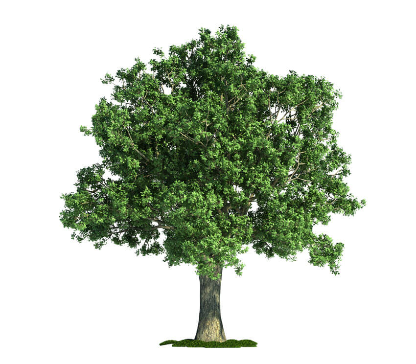 Isolated Tree on White Oak Quercus