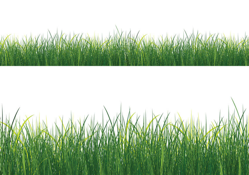 Isolated Grass